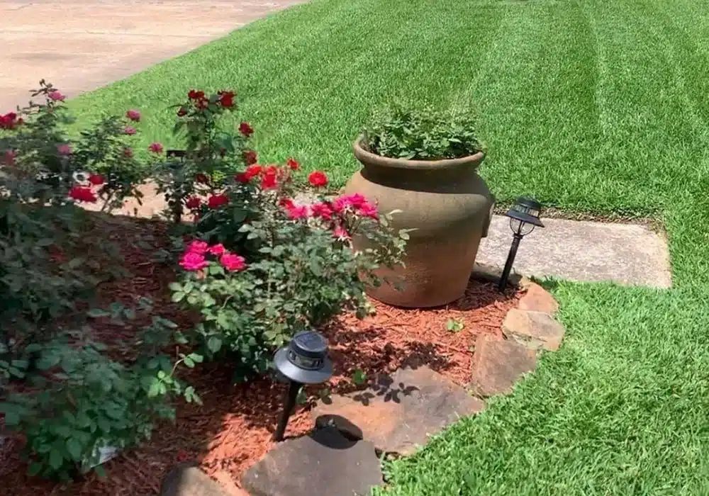 Rose garden next to beautiful front lawn