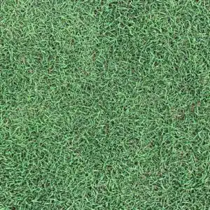 Bermuda grass being displayed in a close up showing its fine leaf blade texture