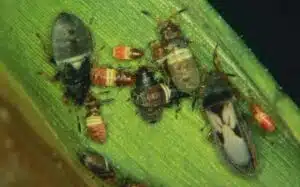 Close-up of chinch bugs in various life stages feeding on a blade of grass, showing damage caused by these common lawn pests.